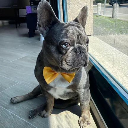 Bulldog dopo il grooming con fiocco giallo